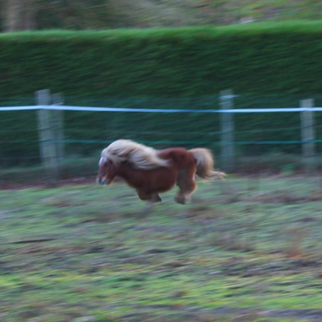 Poney shetland au galop