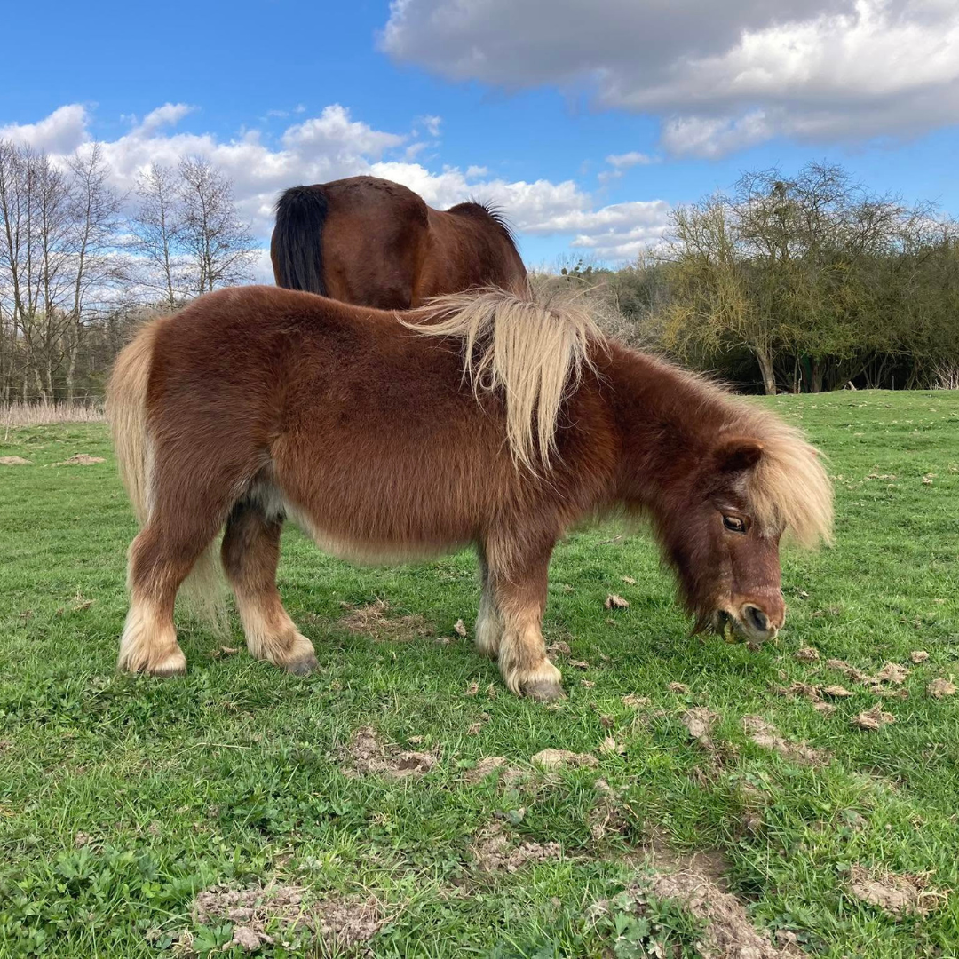 Champion, poney shetland